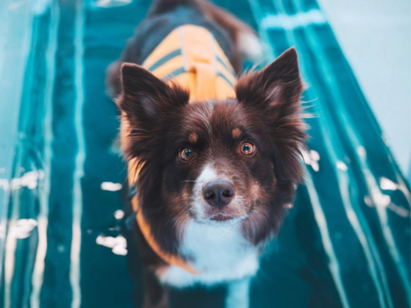 fisioterapia veterinaria santander