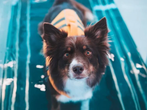 fisioterapia veterinaria santander