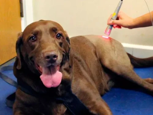 laserterapia veterinaria santander