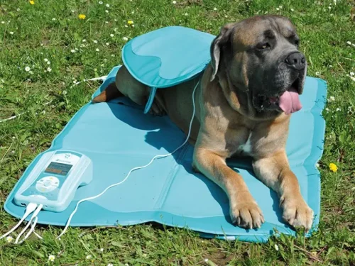 magnetoterapia para perros en santander