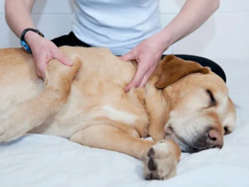 masaje canino fisiovet santander