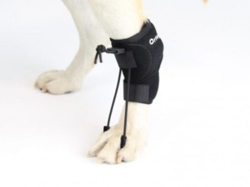 tens ens santander para perros