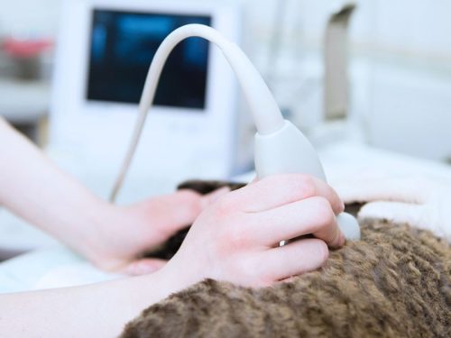 terapia ultrasonidos perros en santander